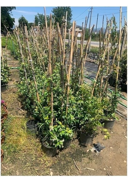 Ispanyol Yasemin Çiçeği,efsane Koku Saksılı 50-70 cm Boy