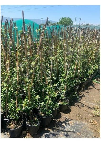 Ispanyol Yasemin Çiçeği,efsane Koku Saksılı 50-70 cm Boy fiyatları