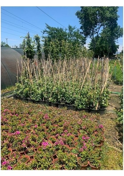 Ispanyol Yasemin Çiçeği,efsane Koku Saksılı 50-70 cm Boy modelleri