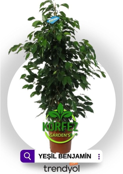 Benjamin Ficus Canlı Ev ve Ofis Bitkisi