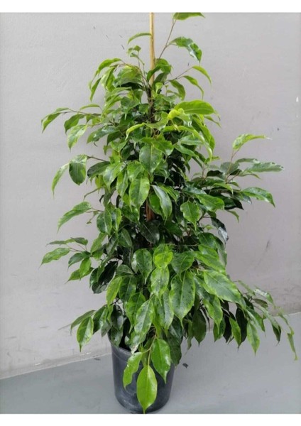 Benjamin Ficus Canlı Ev ve Ofis Bitkisi fırsatları
