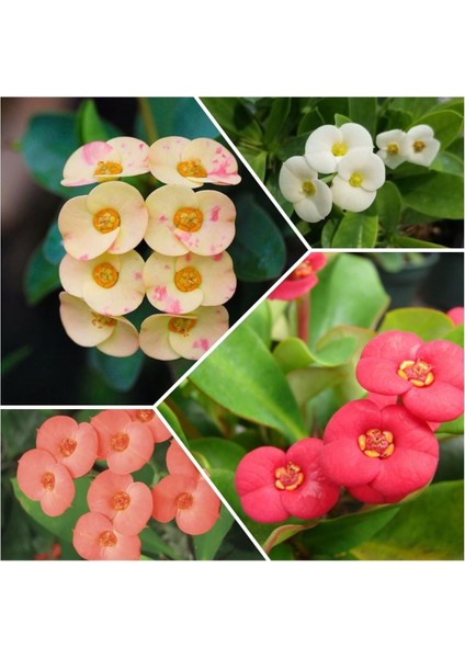 4 Adet Dikenler Tacı Sarı-Kırmızı-Pembe-Beyaz Doğa Flora