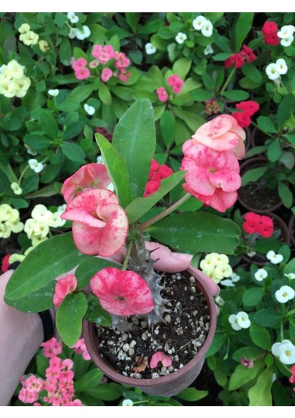 Dikenler Tacı Çiçekli Ithal Tayland Milli