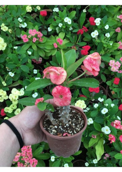 Dikenler Tacı Çiçekli Ithal Tayland Milli fiyatları