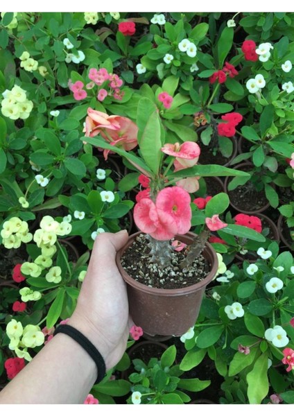 Dikenler Tacı Çiçekli Ithal Tayland Milli modelleri