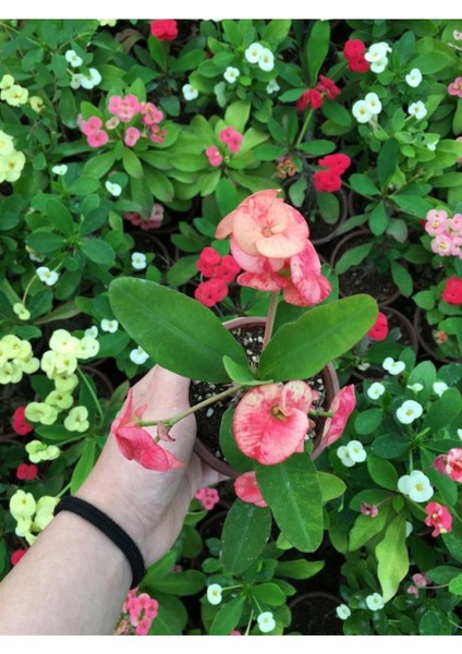 Dikenler Tacı Çiçekli Ithal Tayland Milli fırsatları