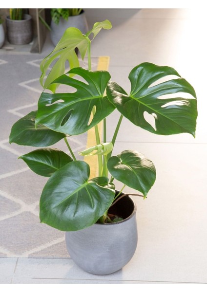 Deve Tabanı 30-50 cm Monstera Deliciosa Küçük Boy