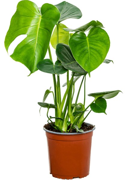 Deve Tabanı 30-50 cm Monstera Deliciosa Küçük Boy fiyatları