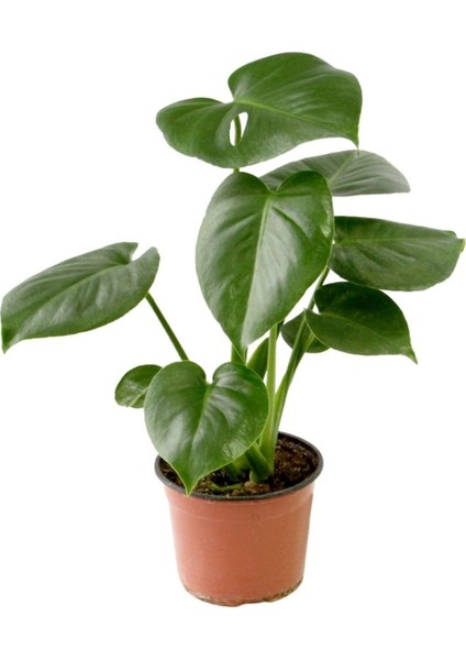 Deve Tabanı 30-50 cm Monstera Deliciosa Küçük Boy modelleri