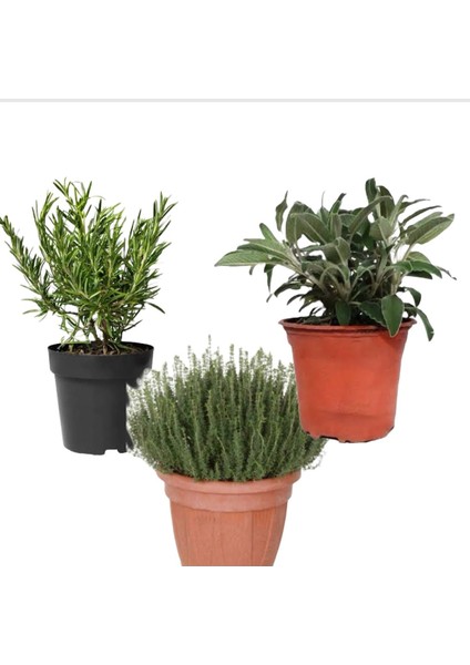 Demlenebilir Canlı Baharat Seti Adaçayı Kekik Biberiye Saksılı