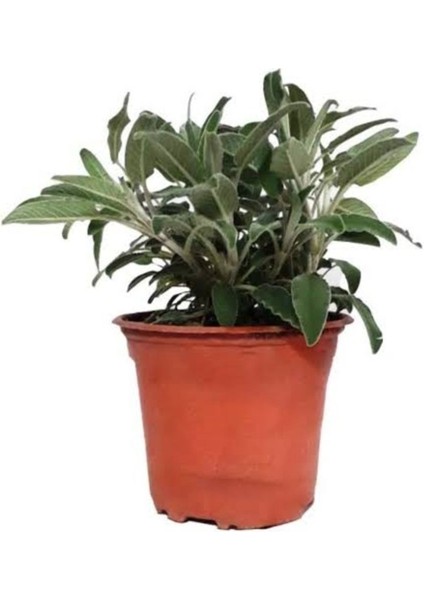 Demlenebilir Canlı Baharat Seti Adaçayı Kekik Biberiye Saksılı fiyatları