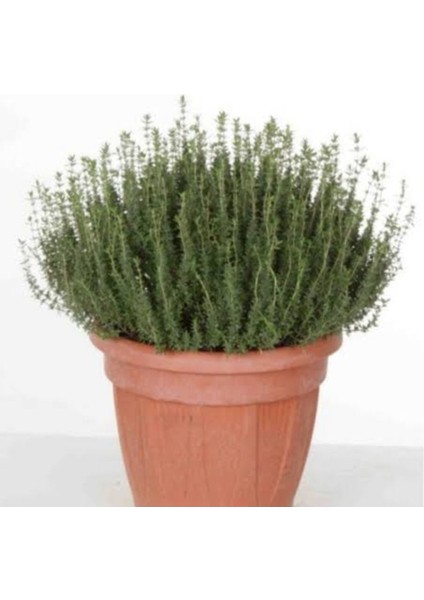 Demlenebilir Canlı Baharat Seti Adaçayı Kekik Biberiye Saksılı fırsatları