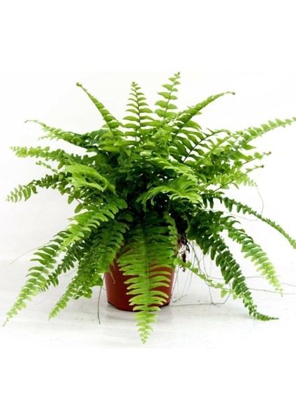 Nephrolepis Exaltata Aşk Merdiveni Bitkisi Salon Ev Ofis Bitkisi fiyatları