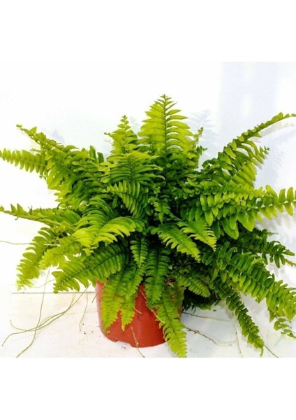 Nephrolepis Exaltata Aşk Merdiveni Bitkisi Salon Ev Ofis Bitkisi modelleri