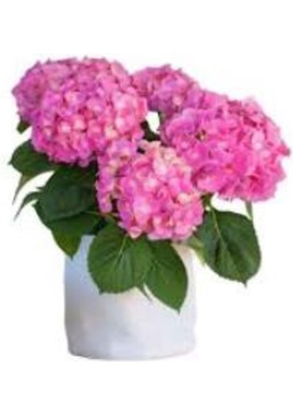 Pastel Pembe Ortanca Fidanı 10-30 cm Hydrangea Macrophylla