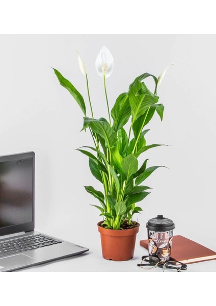 Spatifilyum Barış Çiçeği Spathiphyllum Bellini Beyaz Çiçekli Salon Bitkisi fiyatları