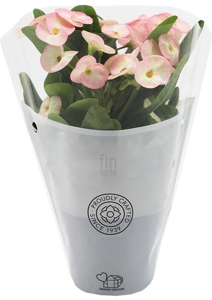 Pink Ithal Euphorbia Milii Pembe Dikenler Tacı Özel Tür
