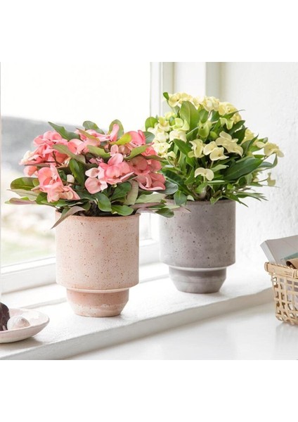 Pink Ithal Euphorbia Milii Pembe Dikenler Tacı Özel Tür fiyatları