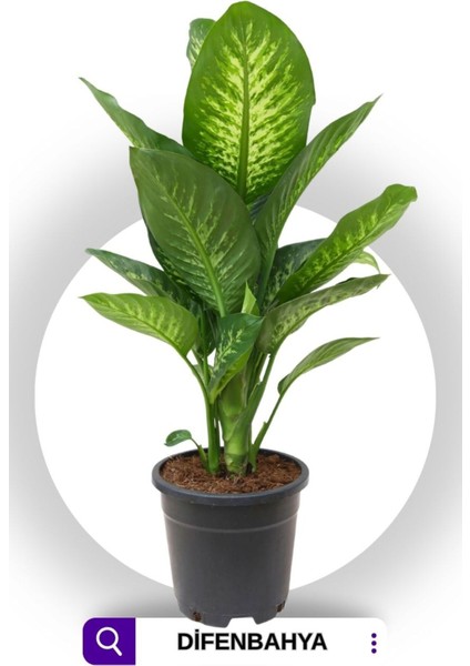 Dieffenbachia - Difenbahya Tropic Snow 70-90 cm Boyunda Üretim Saksısında