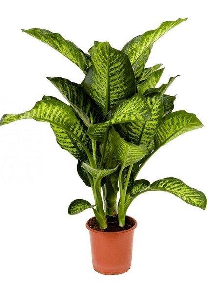 Dieffenbachia - Difenbahya Tropic Snow 70-90 cm Boyunda Üretim Saksısında fiyatları
