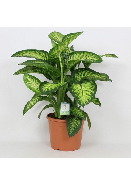 Dieffenbachia - Difenbahya Tropic Snow 70-90 cm Boyunda Üretim Saksısında modelleri