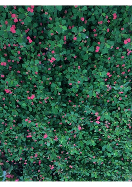 Dikenler Tacı Küçük Çiçekli Ithal Euphorbia Milli (Kırmızı)