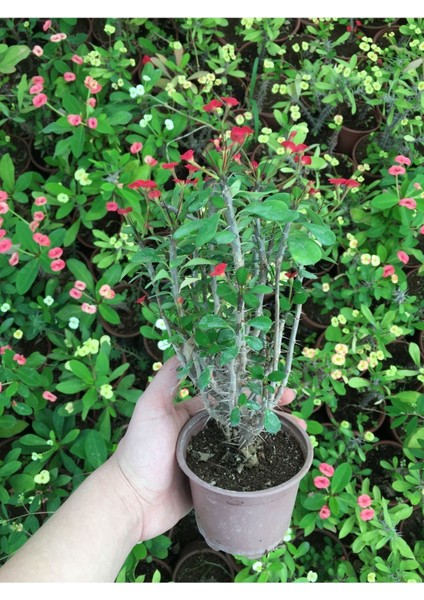 Dikenler Tacı Küçük Çiçekli Ithal Euphorbia Milli (Kırmızı) fırsatları
