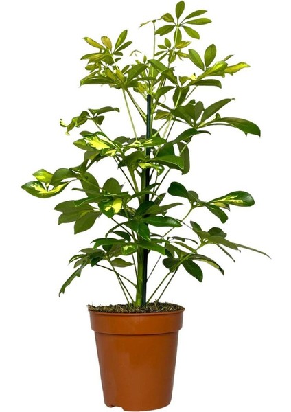 Şeflera 5 Parmak Bitkisi Schefflera Çiçeği Tek Gövdeli 50-70 cm fiyatları