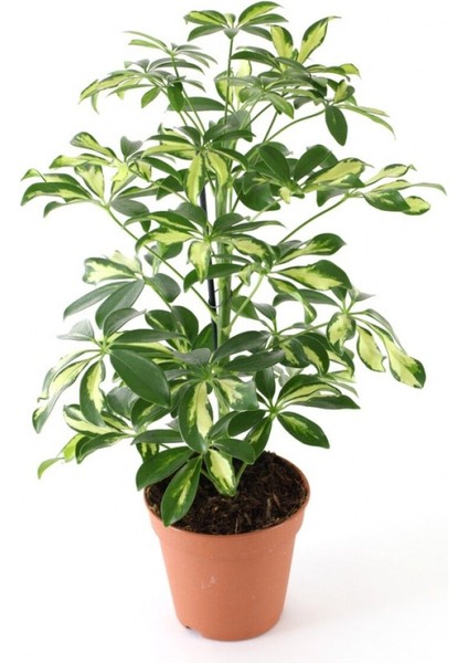 Şeflera 5 Parmak Bitkisi Schefflera Çiçeği Tek Gövdeli 50-70 cm modelleri
