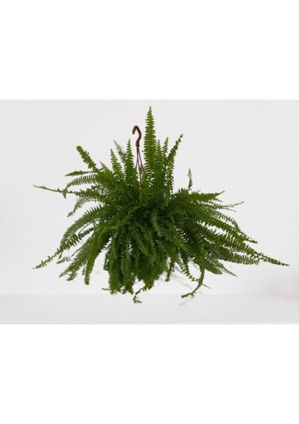 Aşk Merdiveni Askılı Nephrolepis 30-40 cm