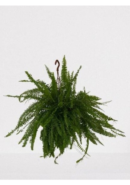 Aşk Merdiveni Askılı Nephrolepis 30-40 cm fiyatları