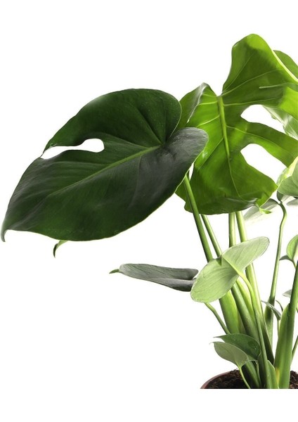 Monstera Deliciosa Deve Tabanı Sağlıklı Form Ev Ofis Salon Bitkisi 45-50 cm modelleri