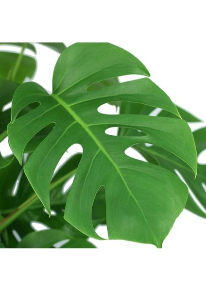 Monstera Deliciosa Deve Tabanı Sağlıklı Form Ev Ofis Salon Bitkisi 45-50 cm fırsatları