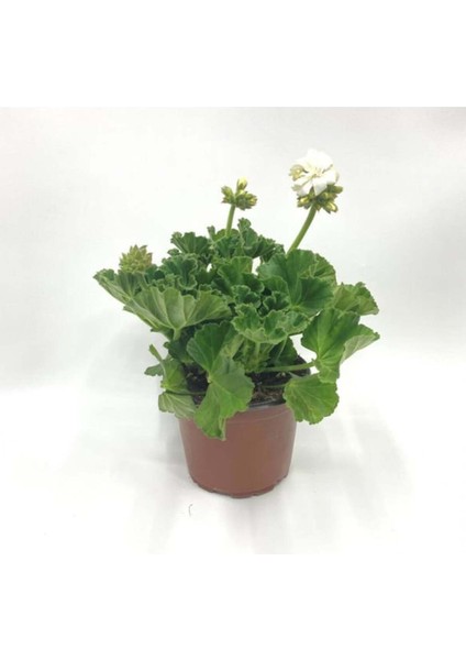 Beyaz Sardunya Çiçeği Fidanı 10-20 cm fiyatları