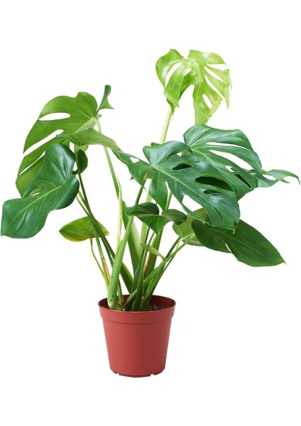 Monstera Deliciosa Deve Tabanı 60-80 cm Orta Boy fiyatları