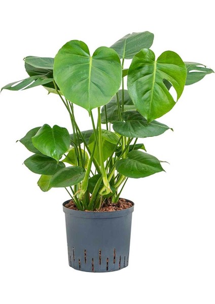 Monstera Deliciosa Deve Tabanı 60-80 cm Orta Boy modelleri