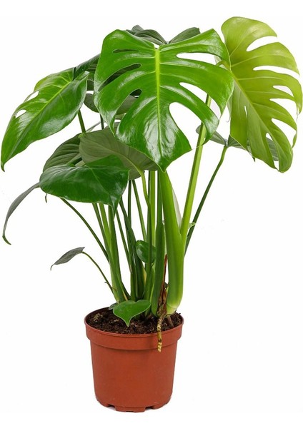 Monstera Deliciosa Deve Tabanı 60-80 cm Orta Boy fırsatları