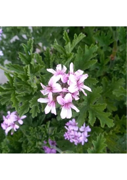 Gül Damlası Itır Çiçeği 10-20 cm