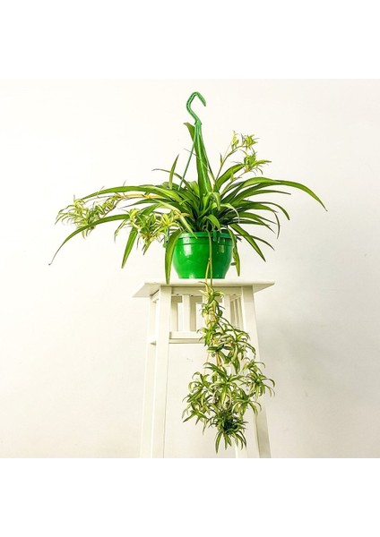 Kurdele Çiçeği Askılı Saksıda Chlorophytum Comosum ''air Fresh Bitkisi''