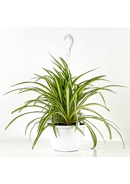 Kurdele Çiçeği Askılı Saksıda Chlorophytum Comosum ''air Fresh Bitkisi'' fiyatları