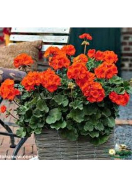 Canlı Saksılı Sardunya Çiçek Fidanı Kırmızı 10-20 cm fiyatları