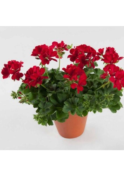 Canlı Saksılı Sardunya Çiçek Fidanı Kırmızı 10-20 cm fırsatları