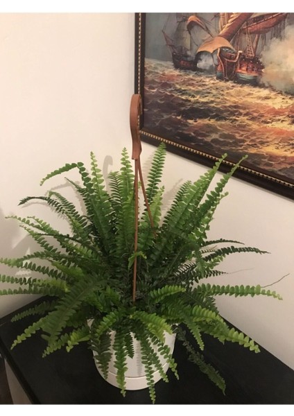 Fujer Aşk Merdiveni Askılı Saksıda