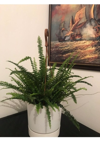 Fujer Aşk Merdiveni Askılı Saksıda modelleri