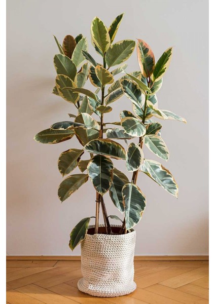 Kauçuk Çiçeği Alaca Renkli 75-80CM. Ev Ofis Salon Bitkisi