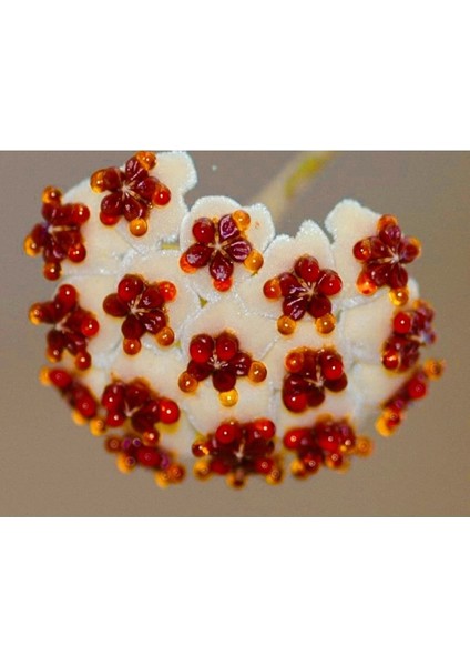 Hoya Kerri 50-60 cm Kalp Yapraklı Kokulu Mum Çiçeği Bitkisi Sevgi Çiçeği Dekoratif Saksılı