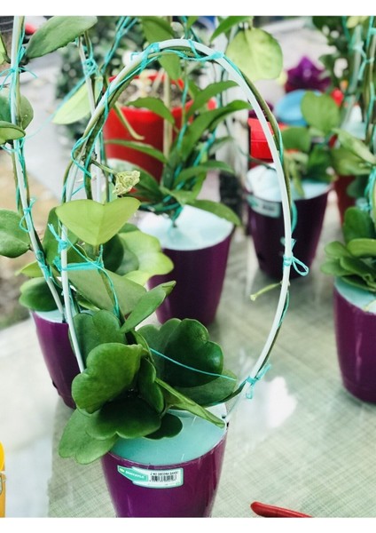 Hoya Kerri 50-60 cm Kalp Yapraklı Kokulu Mum Çiçeği Bitkisi Sevgi Çiçeği Dekoratif Saksılı fiyatları