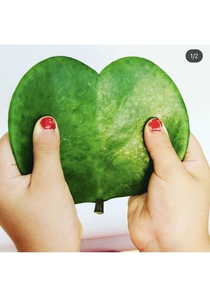 Hoya Kerri 50-60 cm Kalp Yapraklı Kokulu Mum Çiçeği Bitkisi Sevgi Çiçeği Dekoratif Saksılı fırsatları