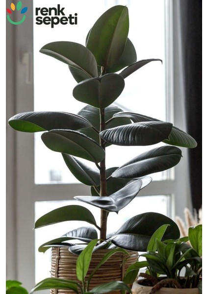 Ficus Elestica Robusta - Tekli Kauçuk - Salon ve Ofis Bitkisi 80- 100 cm