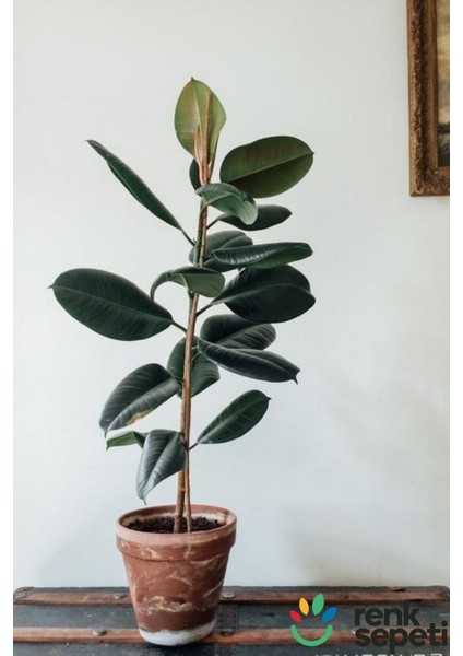 Ficus Elestica Robusta - Tekli Kauçuk - Salon ve Ofis Bitkisi 80- 100 cm fiyatları